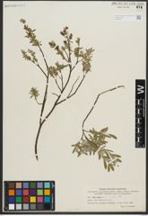 Foto von Salix repens subsp. repens L.